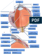 Anato Imagen Del Ojo