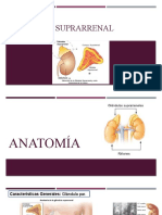 Glándula Suprarrenal