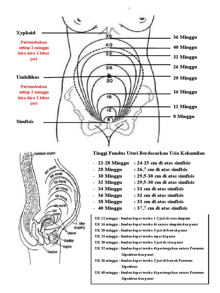 Tinggi Fundus Uteri Berdasarkan Usia Kehamilan | PDF | Kesehatan ...