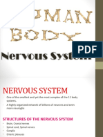 Nervous System