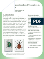 Coleoptera Families Guide by NHM