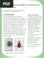 Coleoptera Families Guide by NHM