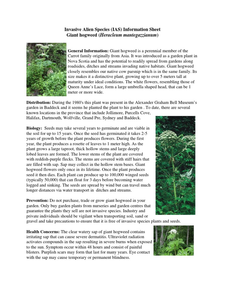 Invasive Alien Species (IAS) Information Sheet Giant Hogweed (Heracleum ...