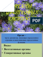 ОРГАНЫ РАСТЕНИЙ 1