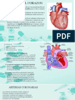 Estructura del corazón: cavidades, músculo y arterias