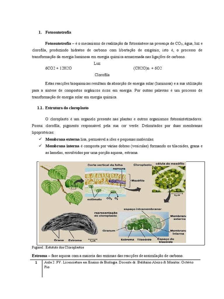 Aula 2. Fotoautotrofia, Reacoes Dependentes Da Luz | PDF | Clorofila |  Trifosfato de adenosina, image size:768x1024