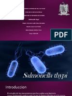 Salmonella Thypi