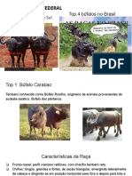 Top 4 Búfalos