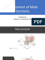 Assessment of Male Genitalia