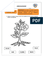 ¡Como Son Las Plantas?: ACTIVIDAD: "¿Cómo Son Propósito