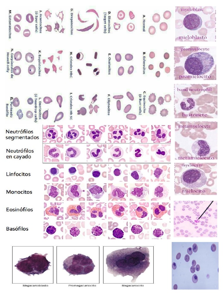 hematologia-imagenes-pdf