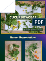 Cucurbitaceae prática