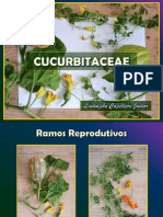 Cucurbitaceae Prática