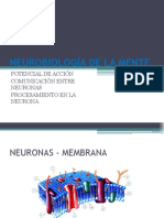 Clase II - Potencial de M, Potencial de A y Comunicación Entre Neuronas