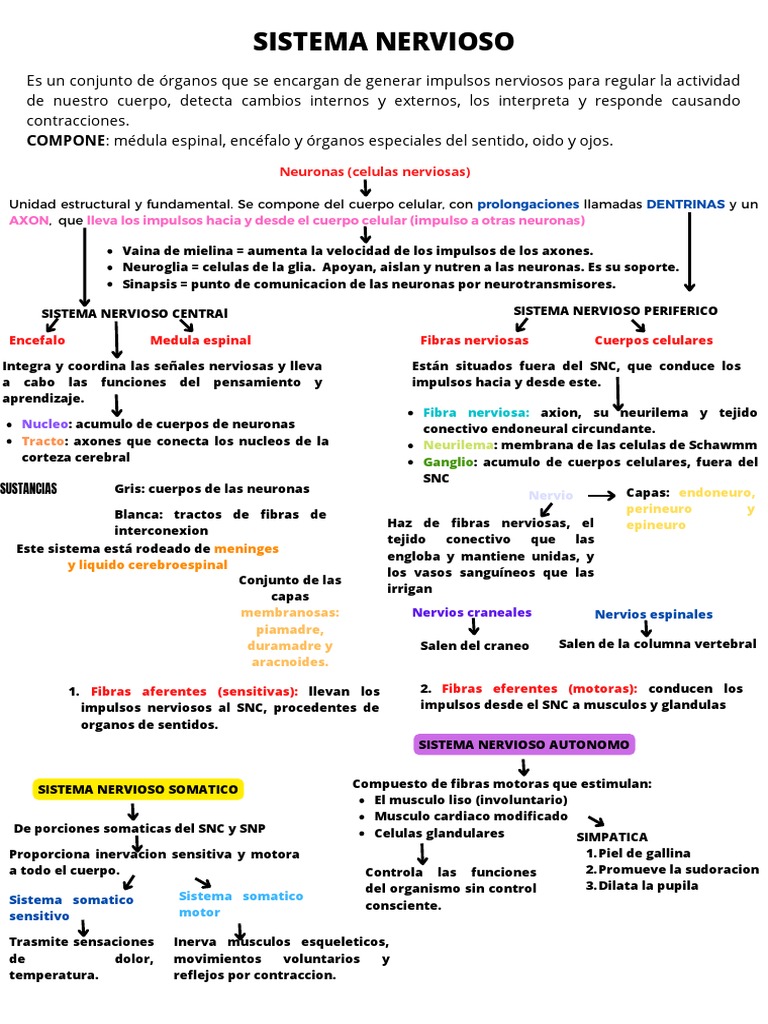 Estructura y Funciones del Sistema Nervioso | PDF | Sistema nervioso ...