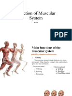 Function of Muscular System
