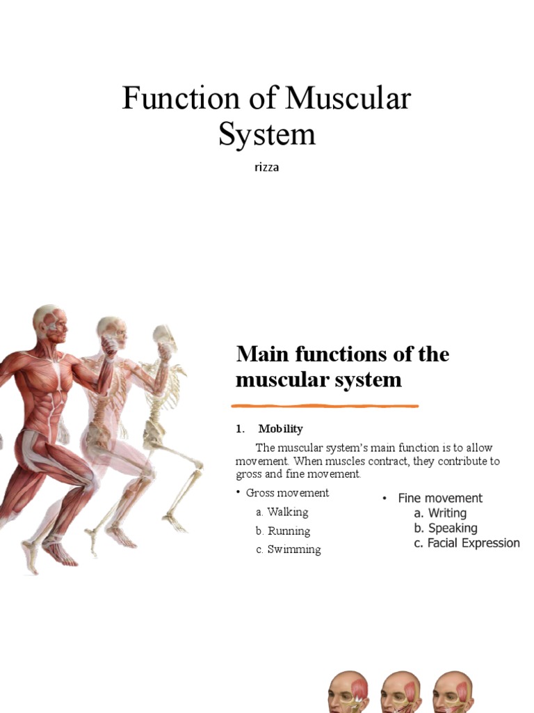 Muscular System Functions