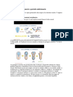 Periodo de Organogenesis o Periodo Embrionario: Derivados de La Capa Germinal Ectodérmica