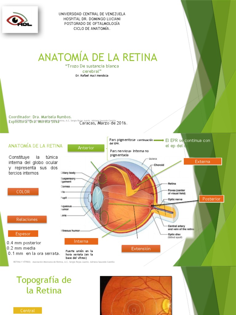 Seminario de Retina | PDF | Retina | Percepción visual