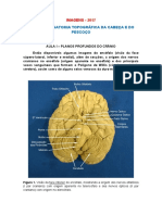 Anatomia da cabeça e pescoço