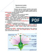 Floarea Și Alcătuirea Ei