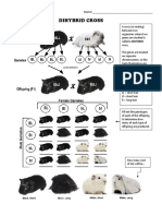 Practice - Dihybrids, Guinea Pigs