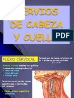 Plexo cervical: estructura, ramas y funciones