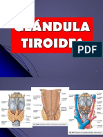 Glándula tiroides: anatomía, relaciones y vascularización