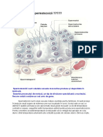 Cum Se Produc Spermatozoizii