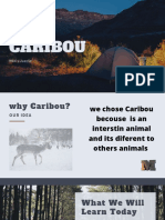 Caribou