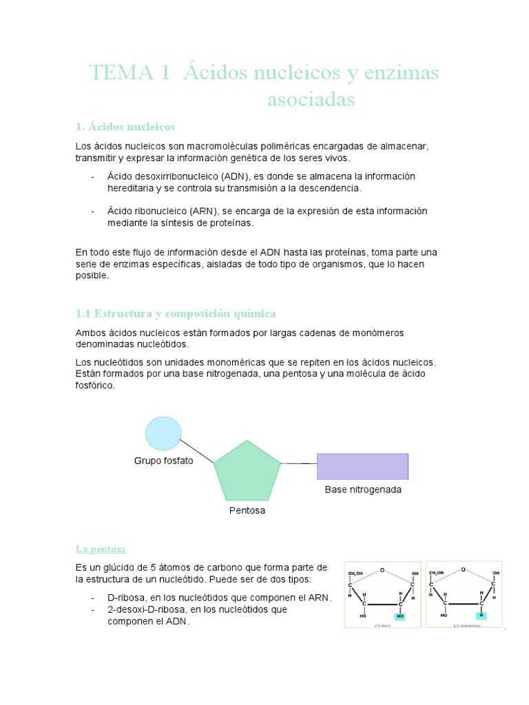 Tema 1 Ácidos Nucleicos y Enzimas Asociadas | PDF | Rna | Codigo genetico