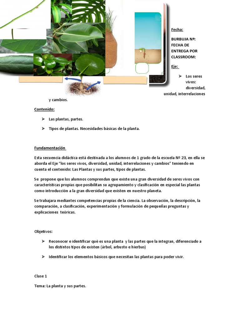 Plantas y sus partes para 1er grado | PDF | Plantas | Tallo de la planta