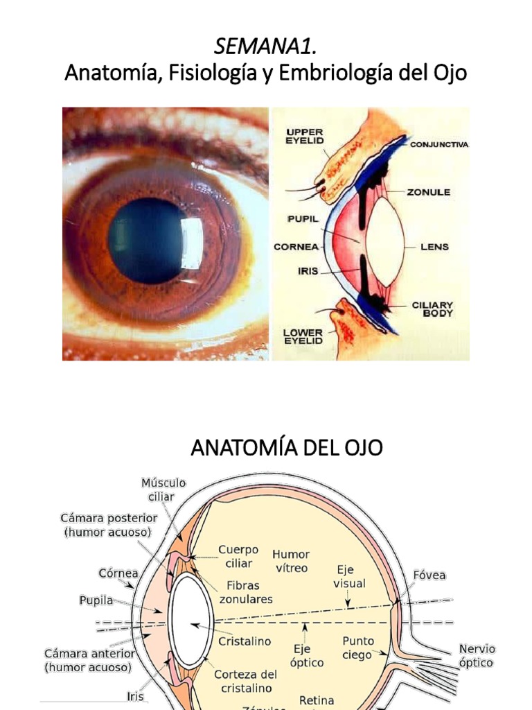Semana 1. Anatomia de Ojos | PDF | Percepción visual | Ojo humano
