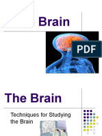 Brain PP 5