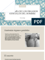 Anatomía de Los Órganos Genitales Del Hombre