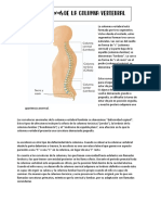 Curvas columna vertebral 3 segmentos lordosis cifosis escoliosis