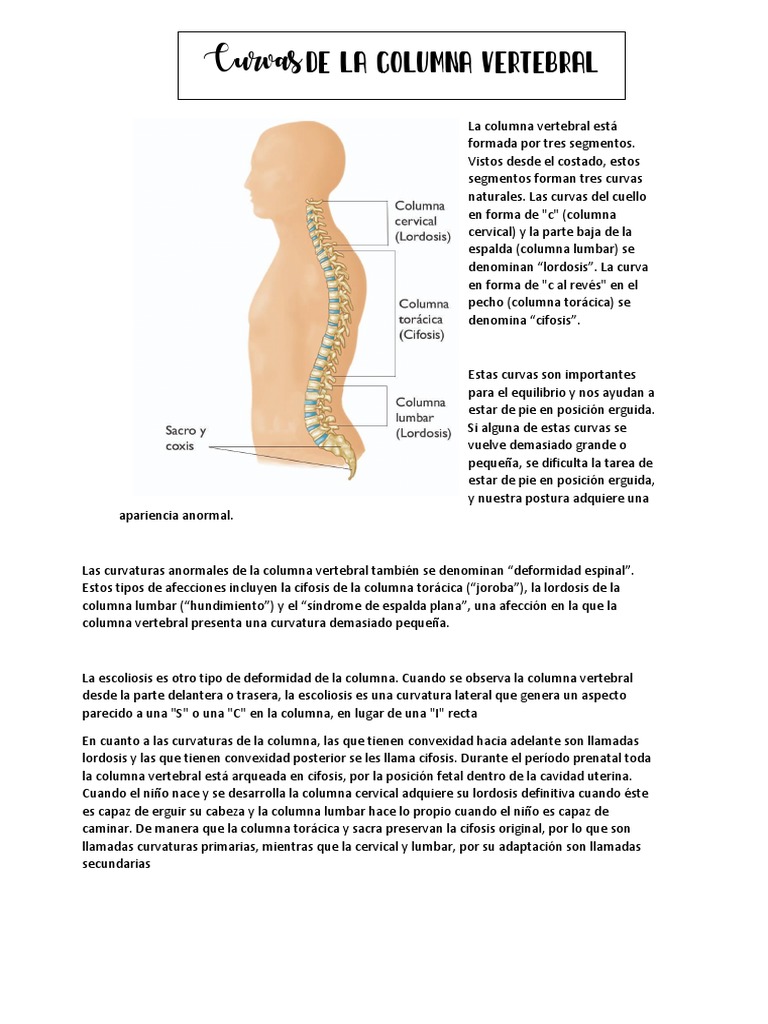 Curvaturas de la columna vertebral | PDF | La columna vertebral ...