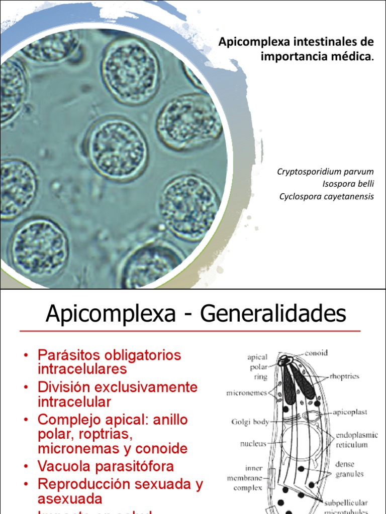 Apicomplexa Intestinales de Importancia Médica Re LP 23.05.2021 | PDF ...