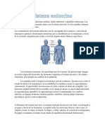 Sistema Endocrino