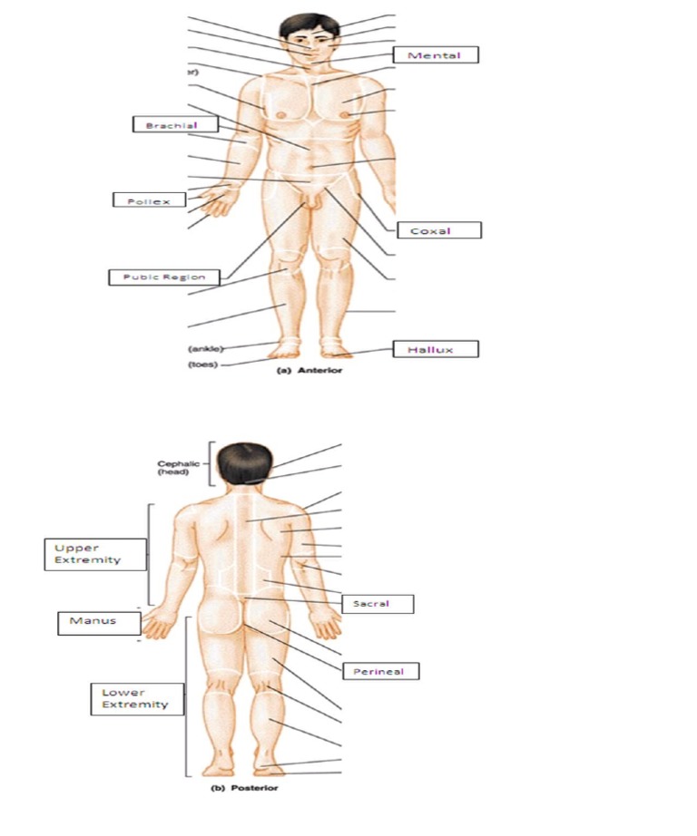 Anatomical Positions | PDF