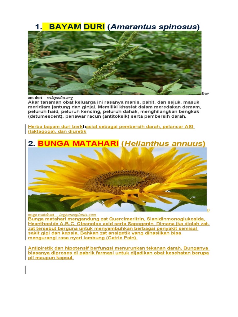 Keanekaragaman Tanaman Obat di Desa Tanjungsari sebagai Sumber Pengobatan Alami