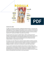 Anatomía de La Rodilla