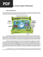 Plant Cell and Animal Cell Structure