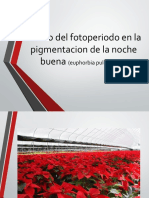 Efecto Del Fotoperiodo