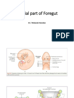 Cranial Part of Foregut