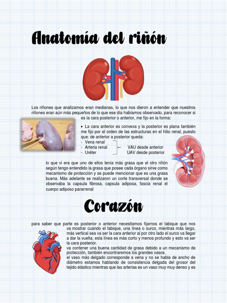 Apuntes de Corazon1 | PDF | Riñón | Ventrículo (corazón)