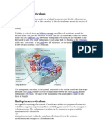 Endoplasmic Reticulum