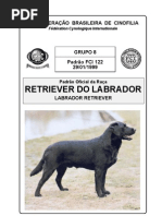 Padrão oficial da raça labrador