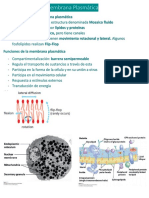 Membrana Plasmatica