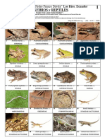 833 Anfibios y Reptiles de Franco Davila